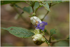 Nilgirianthus lupulinus
